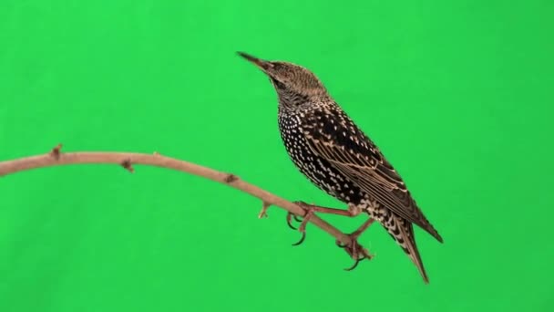 Starling sitting on the branch — Stock Video