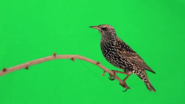 Starling sitter på grenen — Stockvideo