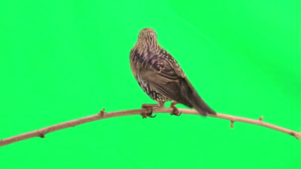 Starling sitter på grenen — Stockvideo