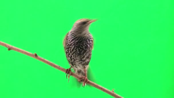 Starling seduta sul ramo — Video Stock