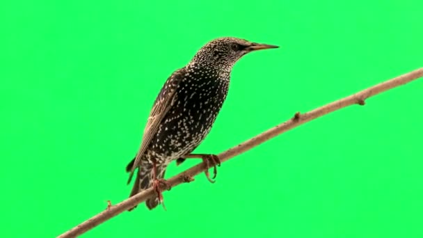 Starling seduta sul ramo — Video Stock