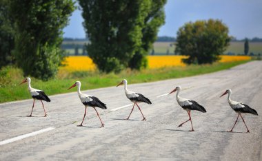 Leylek yol çapraz