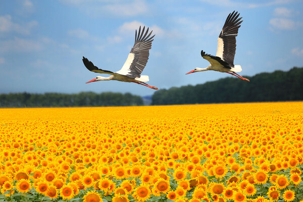 two storks fly