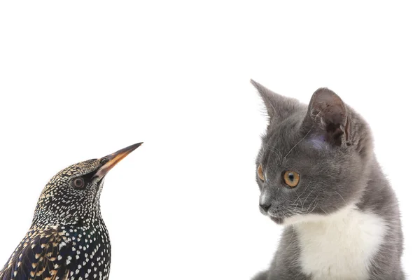 Estorninho e gato em branco — Fotografia de Stock