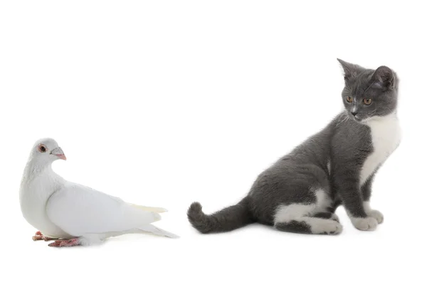 Chat et pigeon blanc — Photo