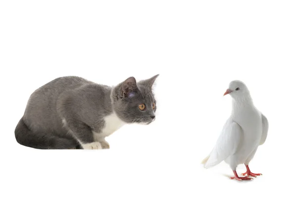 Chat et pigeon blanc — Photo