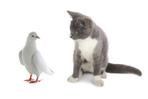 Cat and white pigeon — Stock Photo, Image