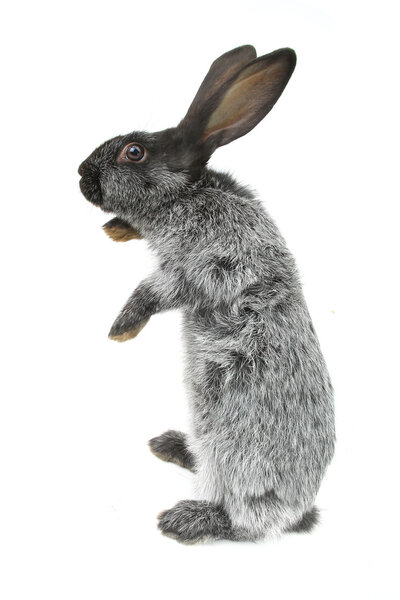 Cute gray  rabbit