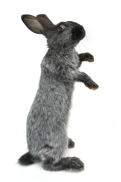 Lindo conejo gris — Foto de Stock