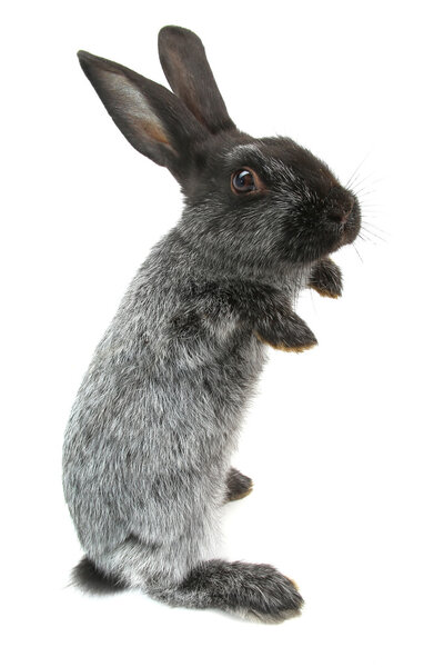 Cute gray  rabbit