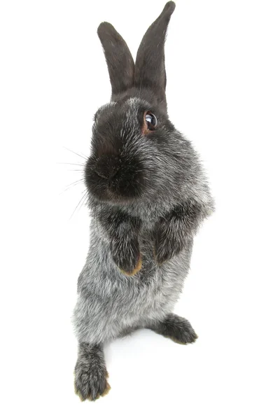 Coelho cinzento bonito — Fotografia de Stock