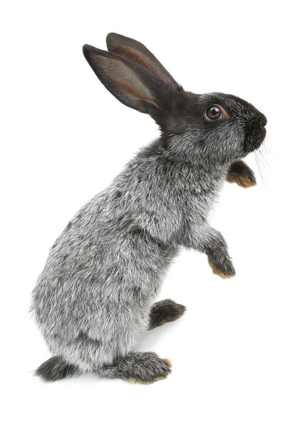 Cute gray  rabbit