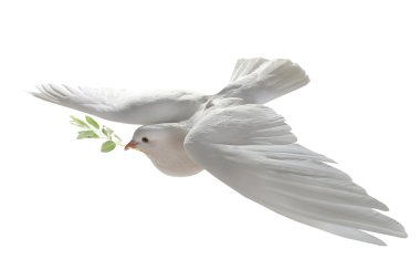 White dove flying with green branch clipart