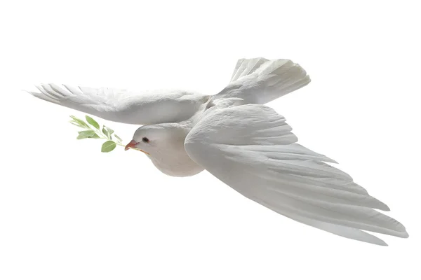 White dove flying with green branch — Stock Photo, Image