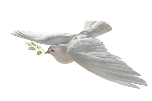 White dove flying with green branch