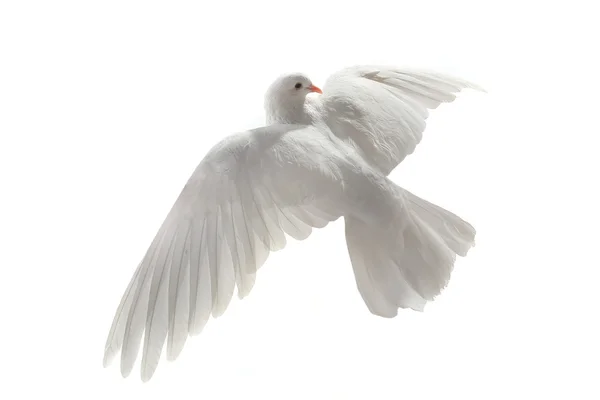 Gołąb biały latający — Zdjęcie stockowe