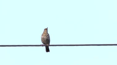 pamukçuk tel şarkı üzerinde