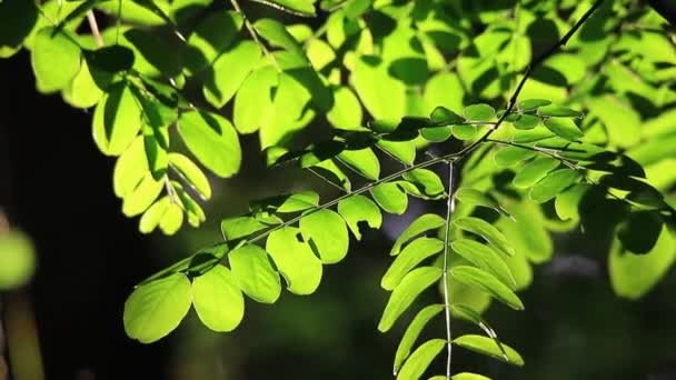 Зеленые листья на ветке — стоковое видео