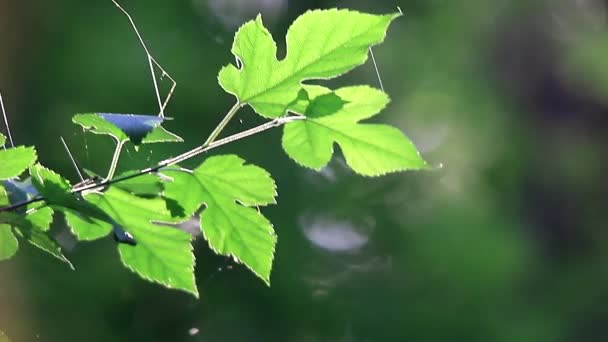 Green leaves  on branch — Stock Video