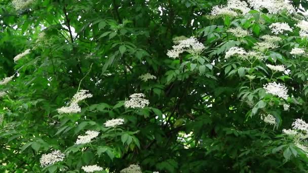 Pequeñas flores en el árbol — Vídeos de Stock