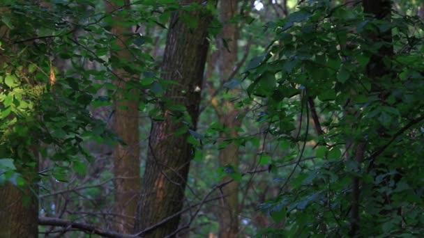 Abend im Wald mit Vogelgesang — Stockvideo