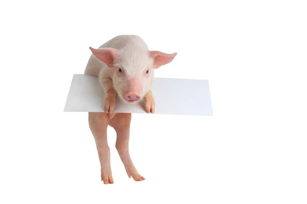 Cochon avec feuille pour un texte — Photo