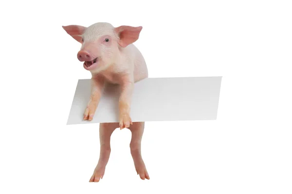 Cochon avec feuille pour un texte — Photo