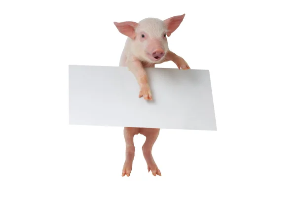 Cochon avec feuille pour un texte — Photo