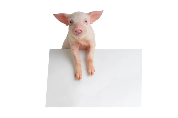 Cochon avec feuille pour un texte — Photo