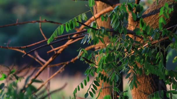 Árvores na madeira — Vídeo de Stock