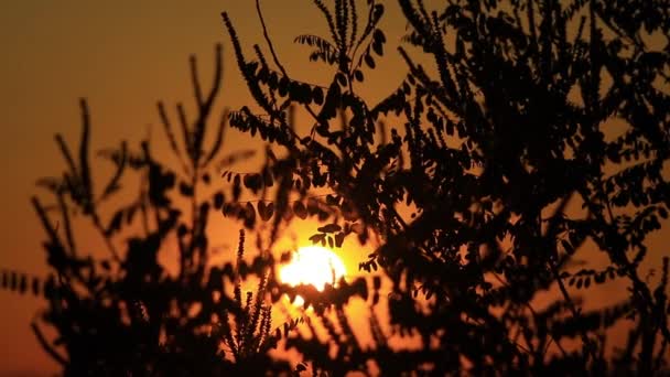 Дерево на заході сонця — стокове відео