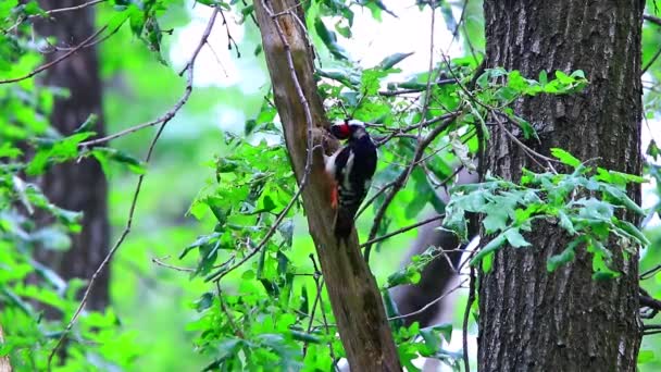 Pica-pau em uma árvore na madeira — Vídeo de Stock