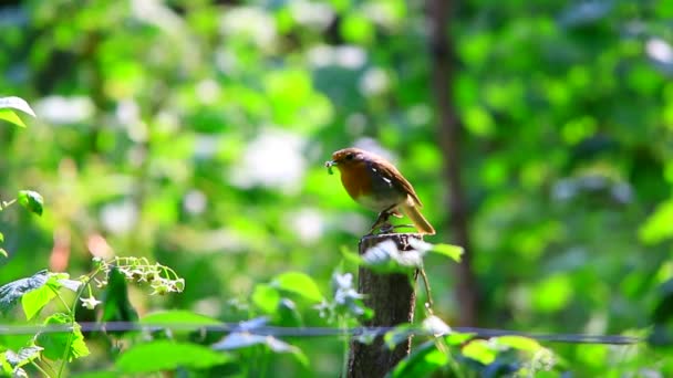 Robin on a green background — Stock Video