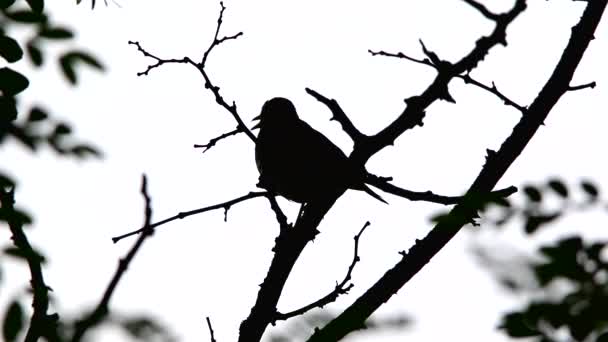 Melro cantando em uma árvore — Vídeo de Stock
