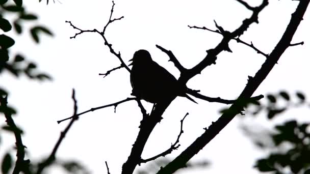 Amsel singt auf einem Baum — Stockvideo