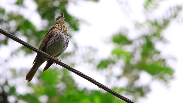 Song thrush terhadap pohon — Stok Video