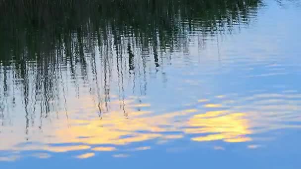 Palhetas oscilantes refletidas na água — Vídeo de Stock