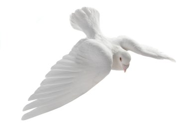 Uçuşta beyaz güvercin