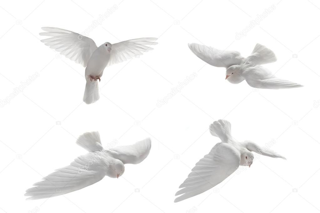 White pigeons in flight