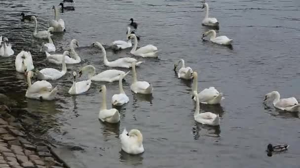 Cisnes en el río en Praga — Vídeo de stock