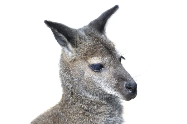 Gray kangaroo face — Stockfoto