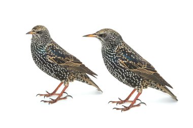Starlings (Sturnus vulgaris)