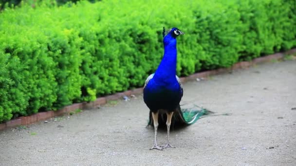 Vackra blå påfågel — Stockvideo