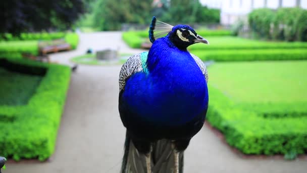 美丽的蓝孔雀 — 图库视频影像