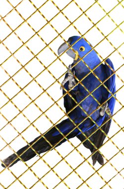 Hyacinth macaw  parrot clipart