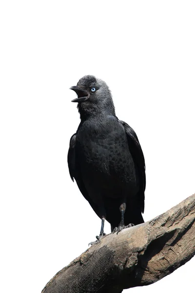 Wild Jackdaw em um fundo branco — Fotografia de Stock