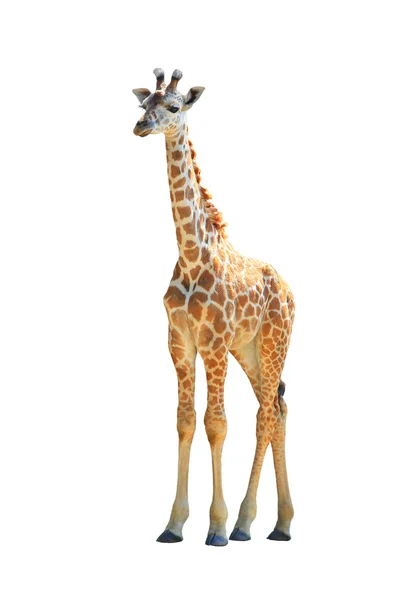 Giraffa su sfondo bianco — Foto Stock