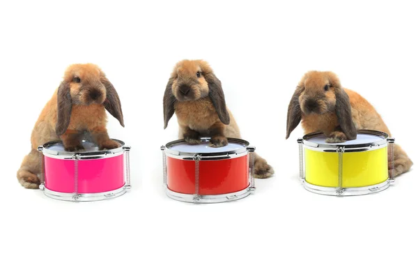 Rabbits sitting on a drums — Stock Photo, Image