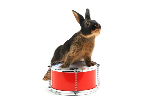 兔子坐在鼓上 — 图库照片