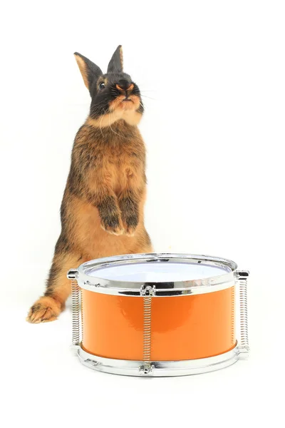 Rabbit sitting on a drum — Stock Photo, Image